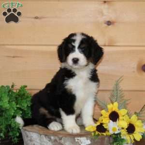 Apricot – F1, Bernedoodle Puppy